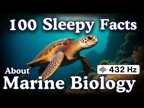 The Most Relaxing Facts About Marine Biology to Fall Asleep To — No Adverts