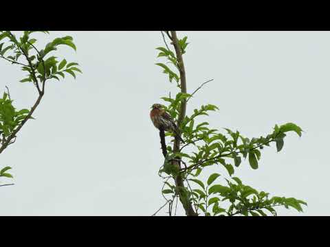 Rapazinho-dos-velhos Morro da Garça, Minas Gerais.