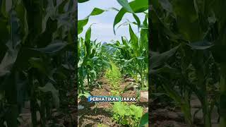Download lagu Maximum corn planting distance #corn #shortvideo #shorts #garden mp3