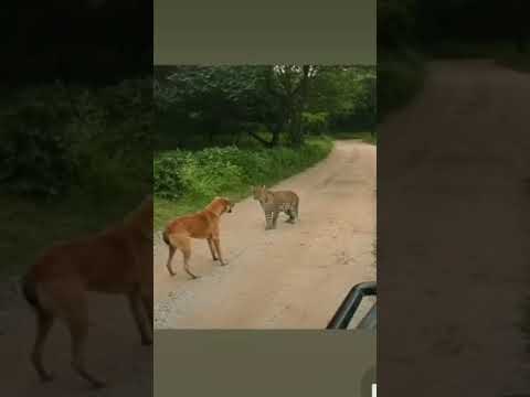 world's first leopard pranks #prank #leopard #dog