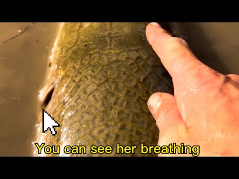 My Alligator Gar Handling Method 🦖