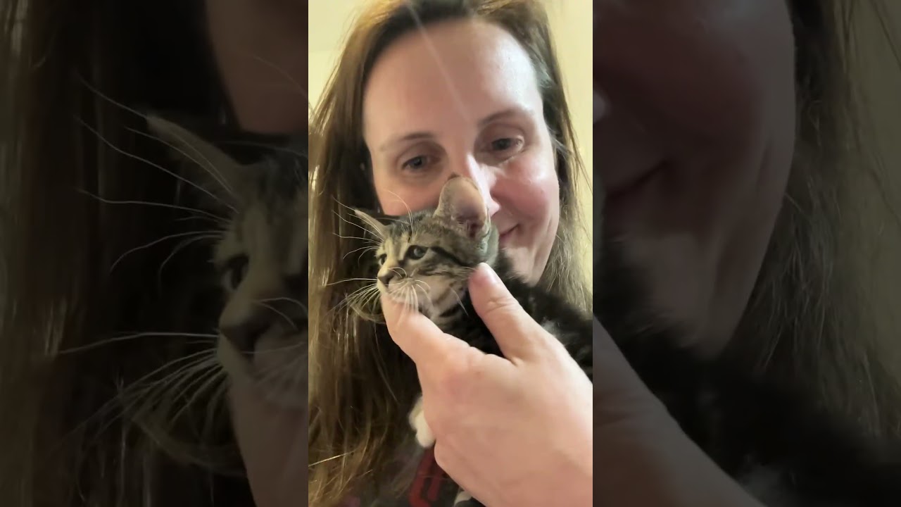 Enlarge Paisley, a Adoptable mixed breed in Latham, NY video 6/6