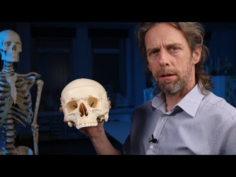 Pterygopalatine fossa (anatomy)