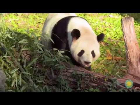 探索史密森尼。熊貓的獨特飲食有哪些外部適應性？ (Explore Smithsonian: What External Adaptations do Pandas Have for Their Unique Diet)