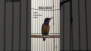 Download lagu KONIN GACOR FULL ISIAN CIBLEK, BELALANG EMAS, CILILIN #konin #kolibrininja #koninisian #shorts mp3