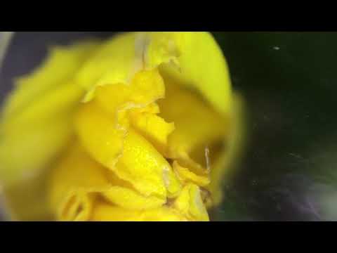 Miyagi feat. Allies For Everyone - Clouds (David Hasert Remix)