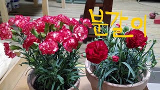 카네이션 분갈이 2가지방법 (나무로 만드는 분갈이/풍성하게 꽃을 보는분갈이)