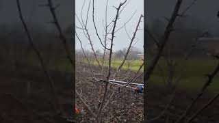 Rezidba šljive stenlej #pruning #fruitcutting #fruit #fruits #agriculture #agro #nature#garden#tree