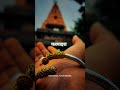 Mahadev Status Mahakal Status Bholenath Status Mahakal Shortvideo Shorts Youtubeshorts Viral