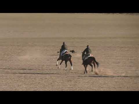 Los Mejores momentos Cuartos  de Final LXXXVII CTO DE ESPAÑA DE GALGOS EN CAMPO