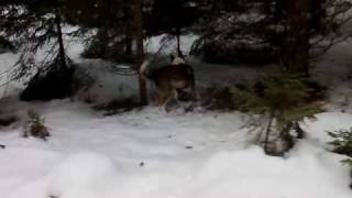 preview picture of video 'Our Alaskan Huskys Kayak and Suka playing in the snow'