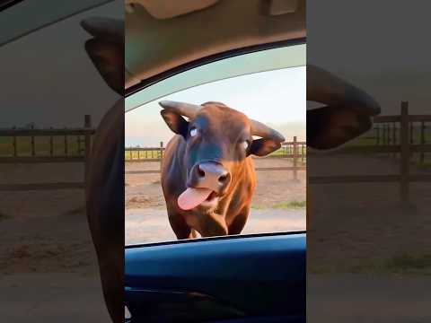 LEMBU SIAPA NI TERLEPAS⁉️
