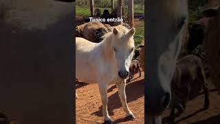 Tunico entrao #tunico#shorts #viralvideo