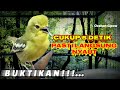 Pancingan Wajib Agar Sirtu Bahan Hasil Ombyokan Cepat Bunyi Dan Cepat Gacor