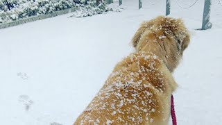 この前東京で大雪が降った日のゴールデンレトリバー