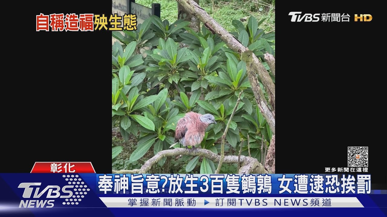 奉神旨意?放生3百隻鵪鶉 女遭逮恐挨罰