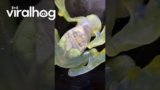 Watching A Glass Frog&#39;s Organs Through Transparent Skin || ViralHog