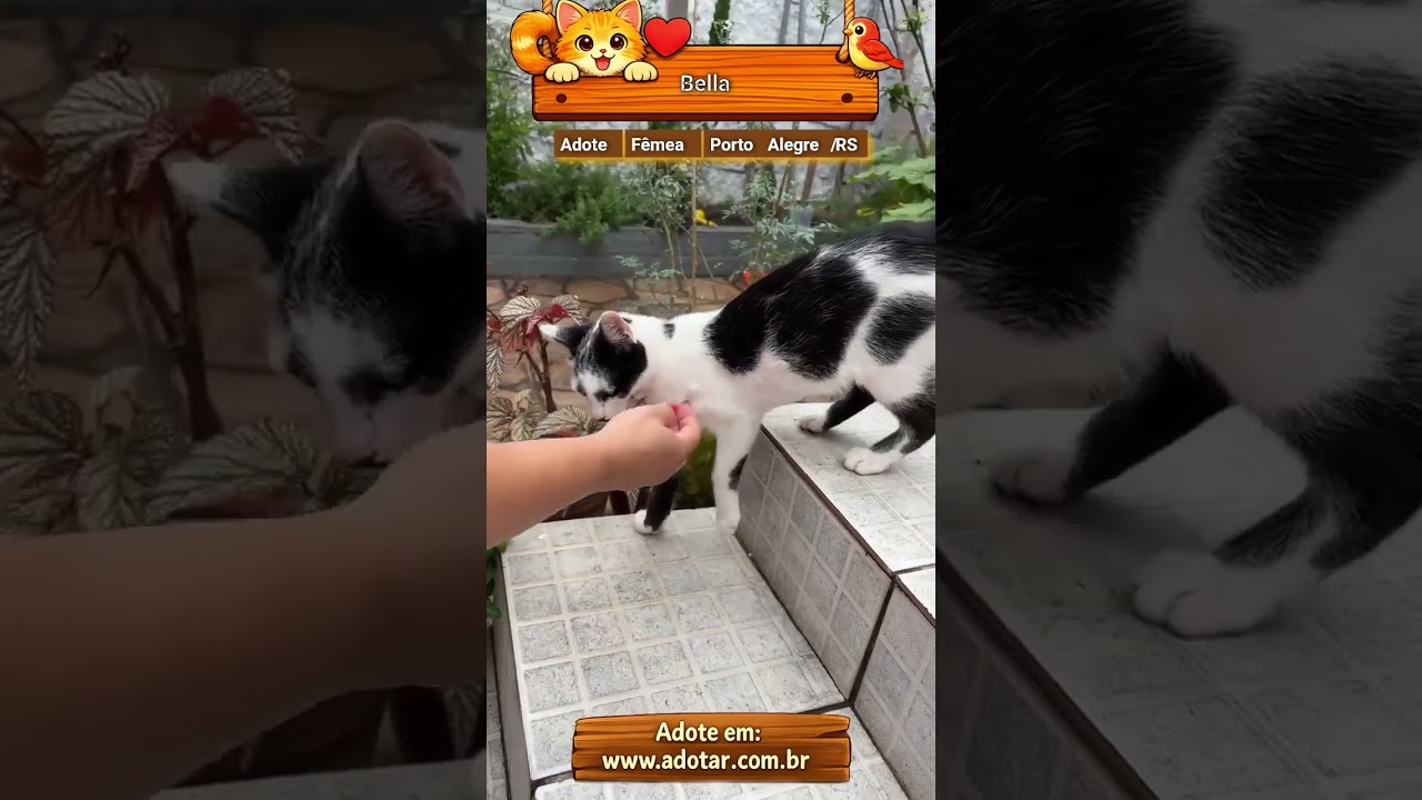 Gato raça SRD-ViraLata idade 2 a 6 meses nome Bella