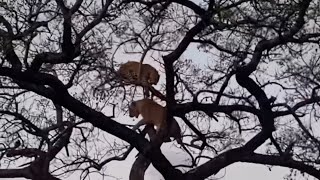 Львица понимает, что она не очень хорошая скалолазка