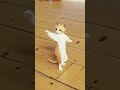 Cat Dance On Jhomy Jo Pathan Song