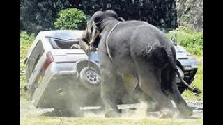 Man-wildlife conflicts and Biological invasions.