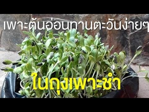 เพิ่มขึ้นแรงเป็นเวลา 1 วัน ผล gipotiazid ในความแรง