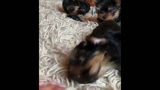 YorkiePoo Puppies Videos