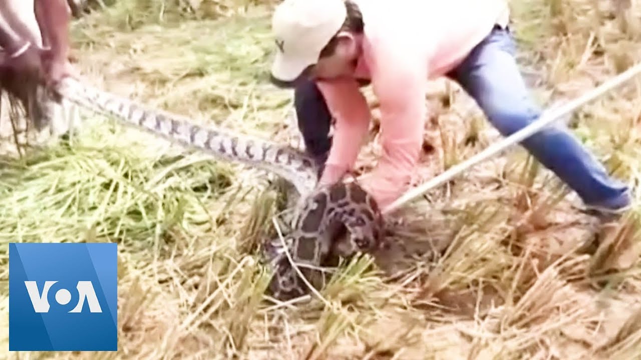 Forest Officials in India Rescue Huge Python from Paddy Field