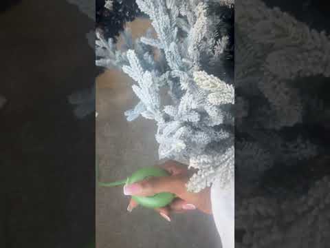 At Home - My tree lights aren’t working