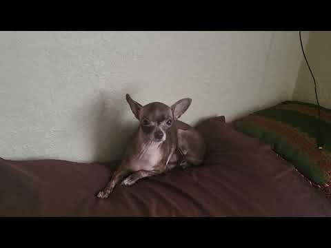 just a lazy Sunday hashtags Sunday hashtags shorts hashstags chihuahua