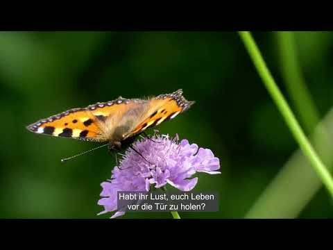 Lebensräume für Insekten vor der eigenen Haustür schaffen