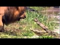 Leon Intimida A Cocodrilo 2014 Lion Intimidates Crocodile