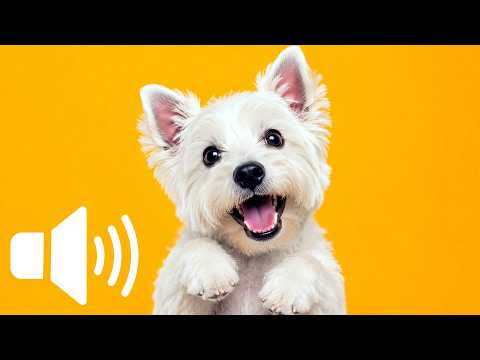 Sounds That Make Dogs React in the Cutest Ways 🐶❤️