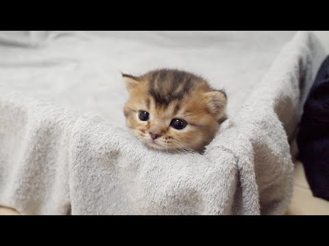 The response of parent cats to kitten is too different