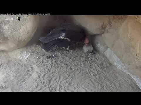 Female California Condor And Chick Nibble On Nest Substrate – May 5, 2021