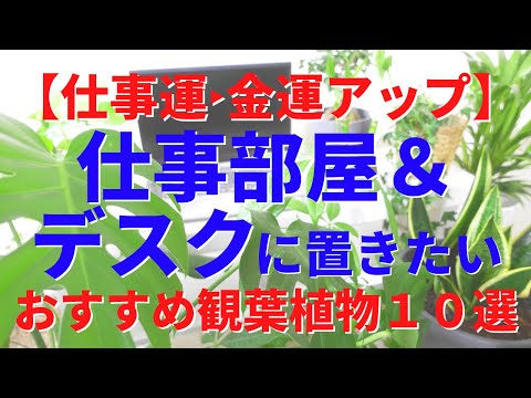 オフィスの植物: オフィスに最適な植物 10 種 ライフスタイル