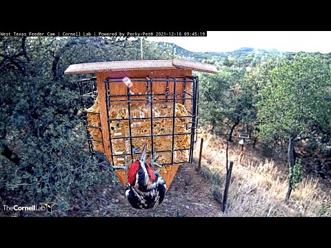 New Cam Species: Red-naped Sapsucker Visits West Texas Feeders For First Time! – Dec. 16, 2021