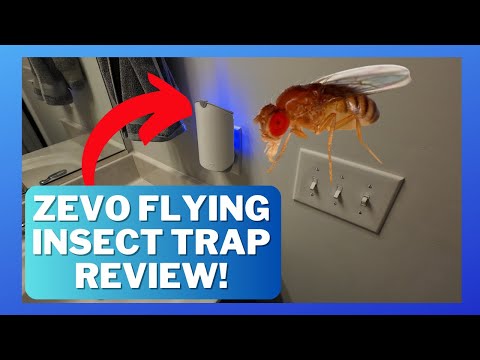 Zevo Flying Insect Trap Review - Does it work to get rid of fruit flies, gnats, drain flies?