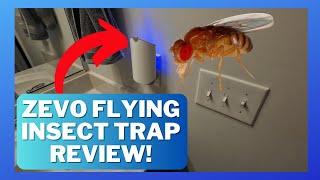 Zevo Flying Insect Trap Review - Does it work to get rid of fruit flies, gnats, drain flies