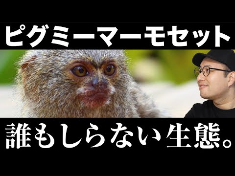ジャージー動物園のミコ・アルゲンタトゥス