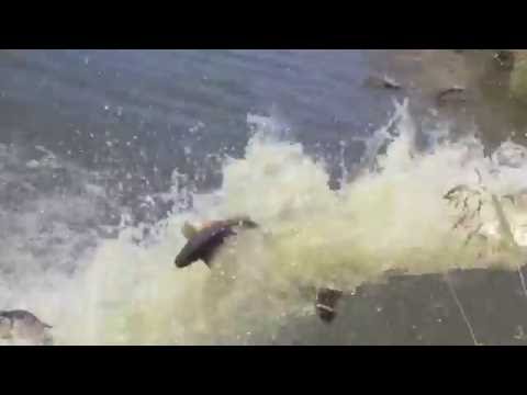 Populare crap la Draghiceanu 1, 2 si 3 ( 26 iulie 2016).