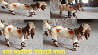 टॉप क्वालिटी तोतापुरी बकरा सेल के लिए9671369795