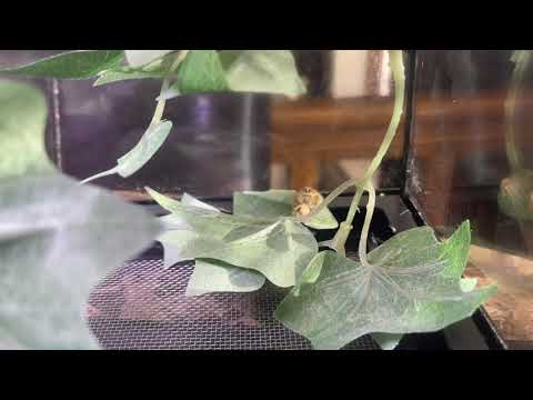 My Biggest Jumping Spider Yet. Beautiful Hyllus Diardi!