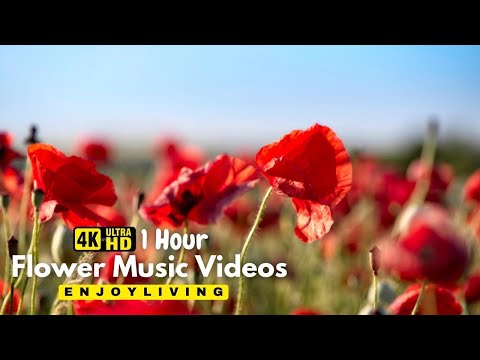 Breathtaking Colors of Nature in 4K II 🌹🌷 Beautiful Flowers - Sleep Relax Music UHD TV Screensaver