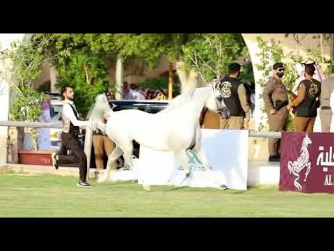 عرض ولا اروع للبطل مقبل عذبه