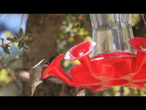 Yokoji Zen Mountain Center: A Short Film