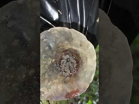 Captura de Manduri na isca! #jatai #bee #abelhasemferrão #manduri #riograndedosul #abelha