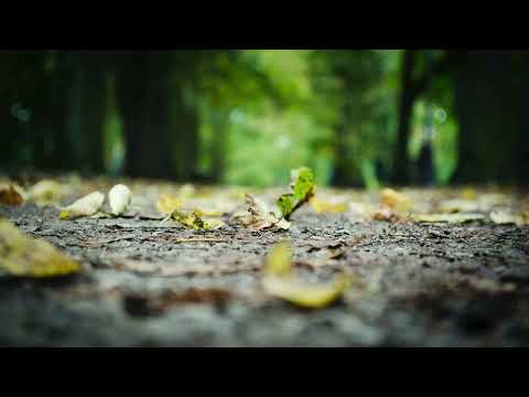 .diedlonely - Transit w/ shibíre