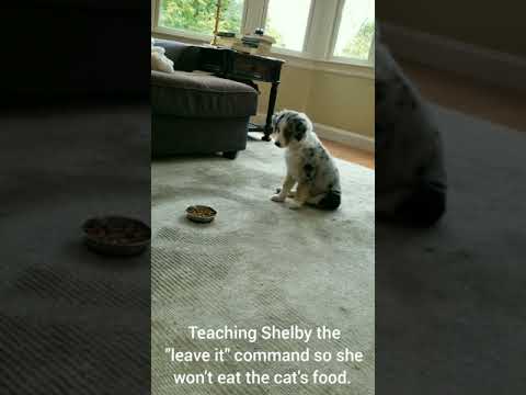 Teaching Shelby the leave it command