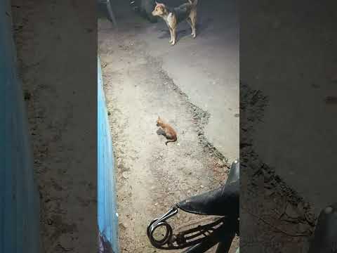 Cat and Dog #dj #remix #beats #edm #funny #pushpa2songs #funnymusic #cute